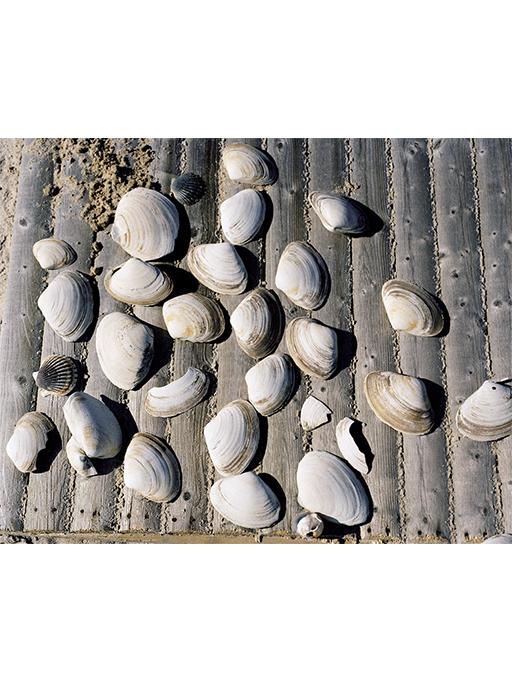 Shells
